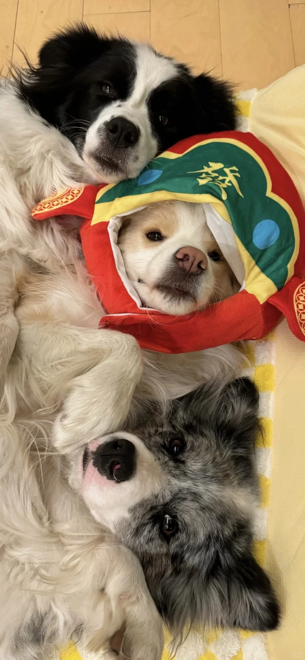 𝐒𝐡𝐚𝐫𝐞|超级可爱的小狗壁纸