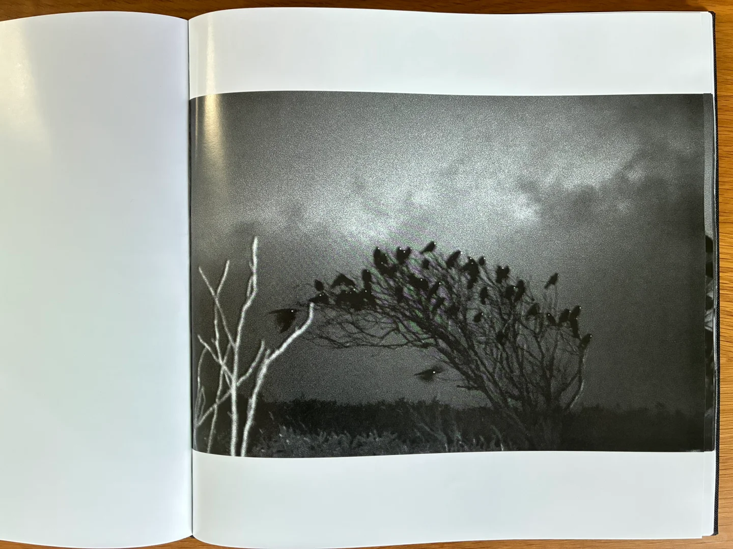 深濑昌久《鸦》