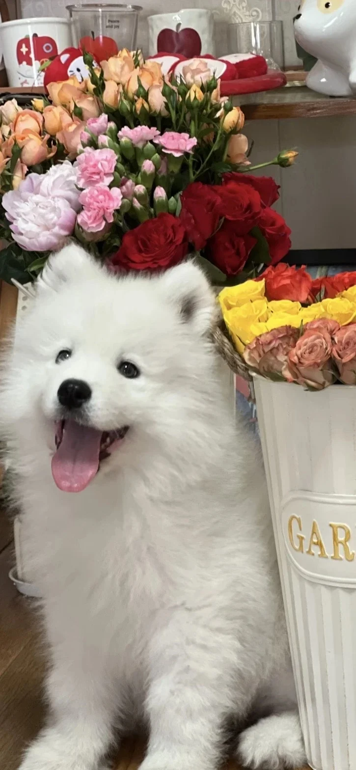 𝐒𝐡𝐚𝐫𝐞|超级可爱的小狗壁纸