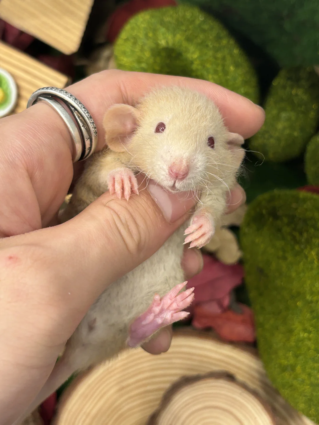 今日份可爱鼠鼠～