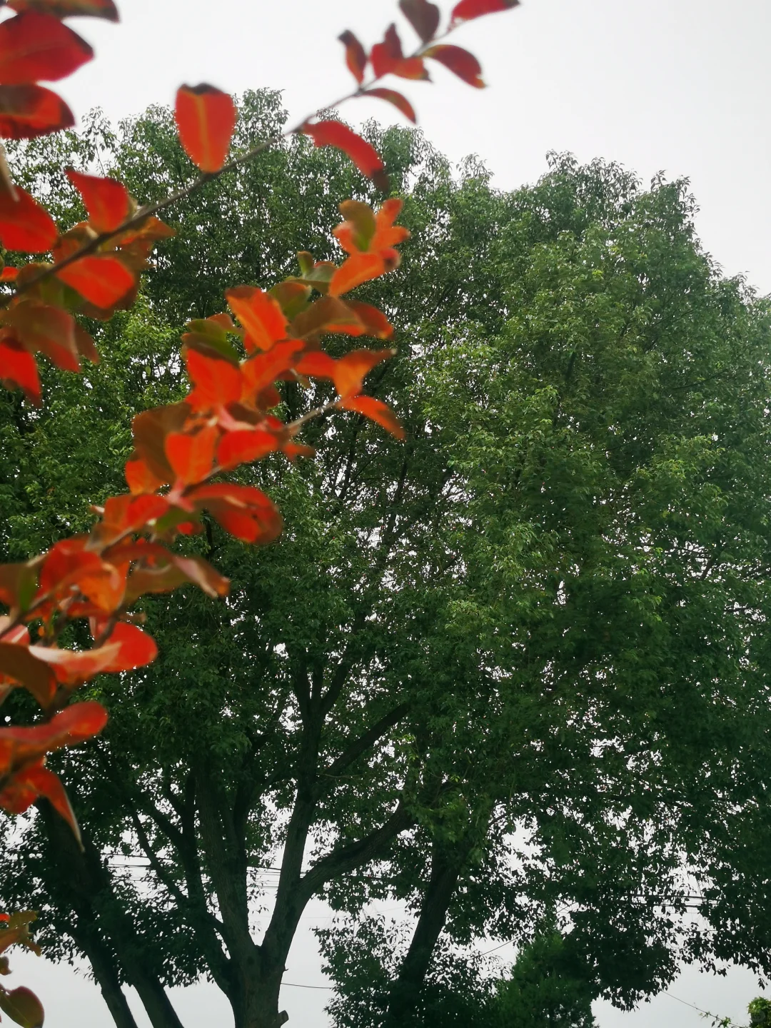 乌桕-秋景最美的模特🍁