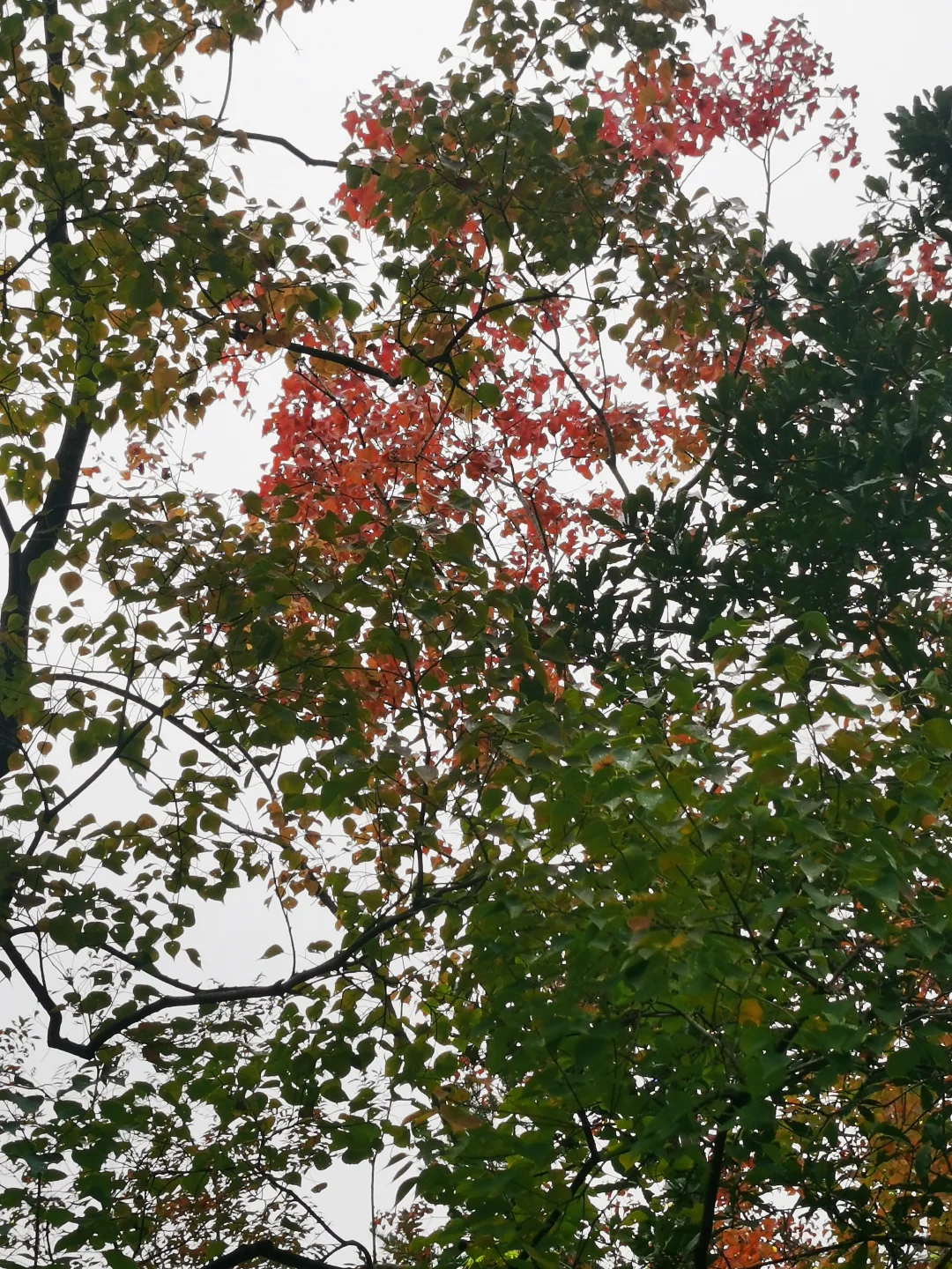 乌桕-秋景最美的模特🍁