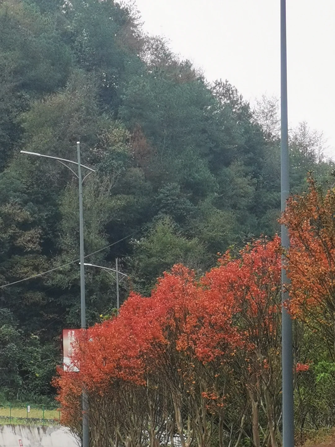 乌桕-秋景最美的模特🍁