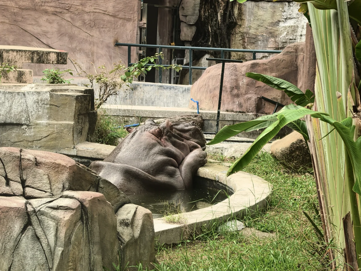 广州动物园，20元永远的性价比