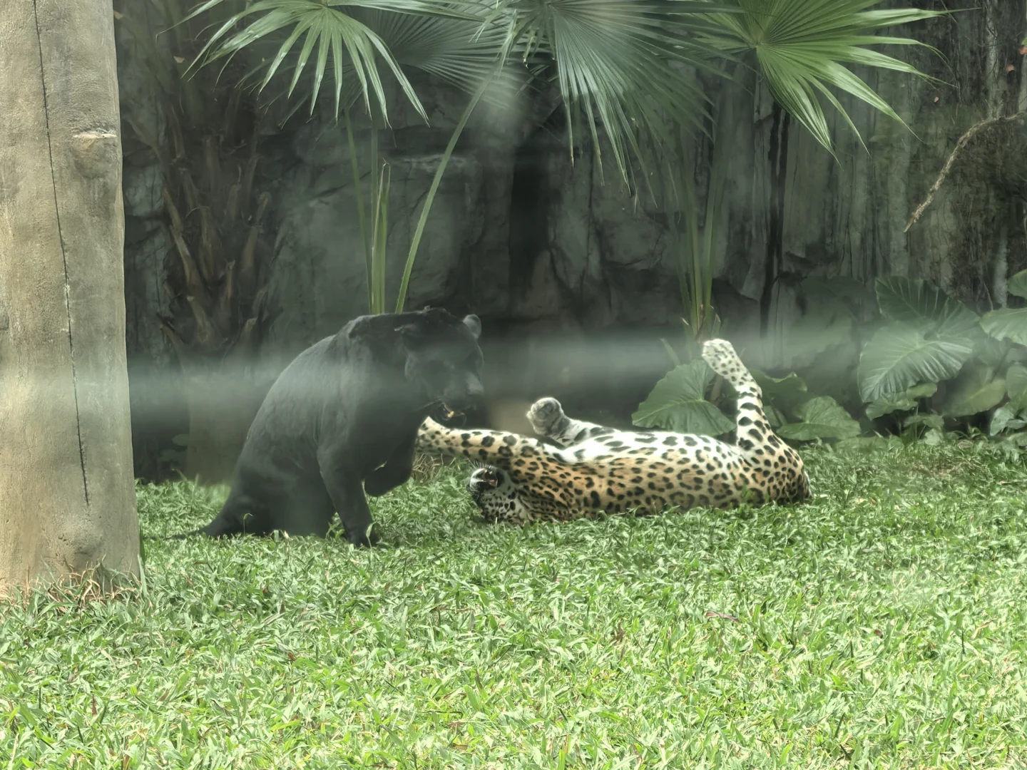 广州动物园，20元永远的性价比