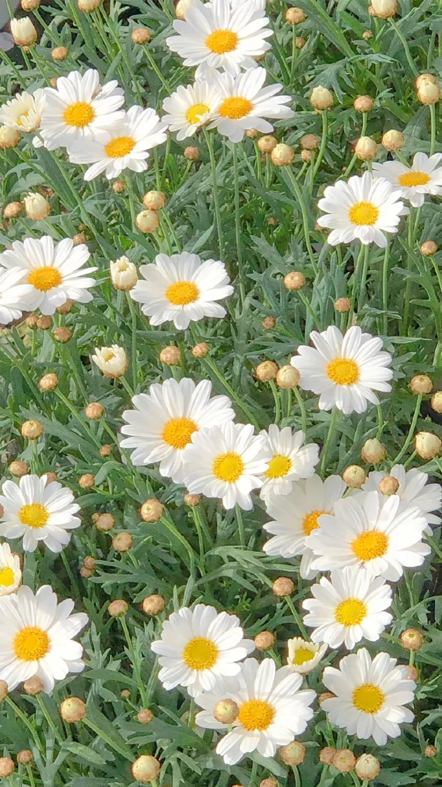 治愈系壁纸｜随风舞动，向阳而生