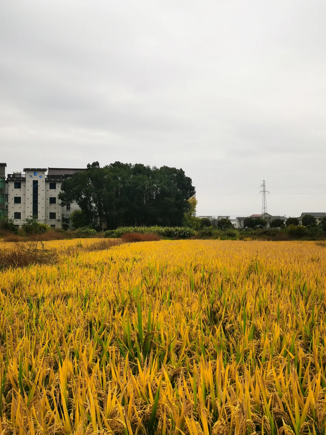 乌桕-秋景最美的模特🍁
