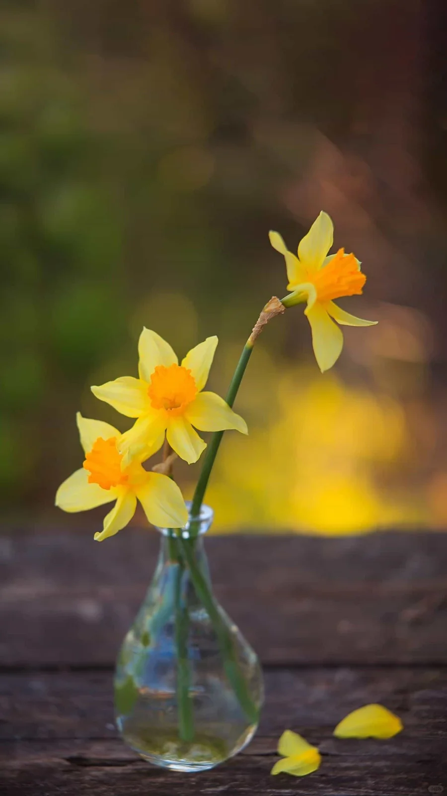 治愈系壁纸｜随风舞动，向阳而生