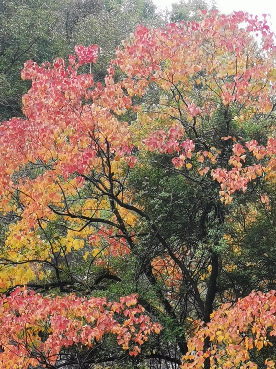 乌桕-秋景最美的模特🍁