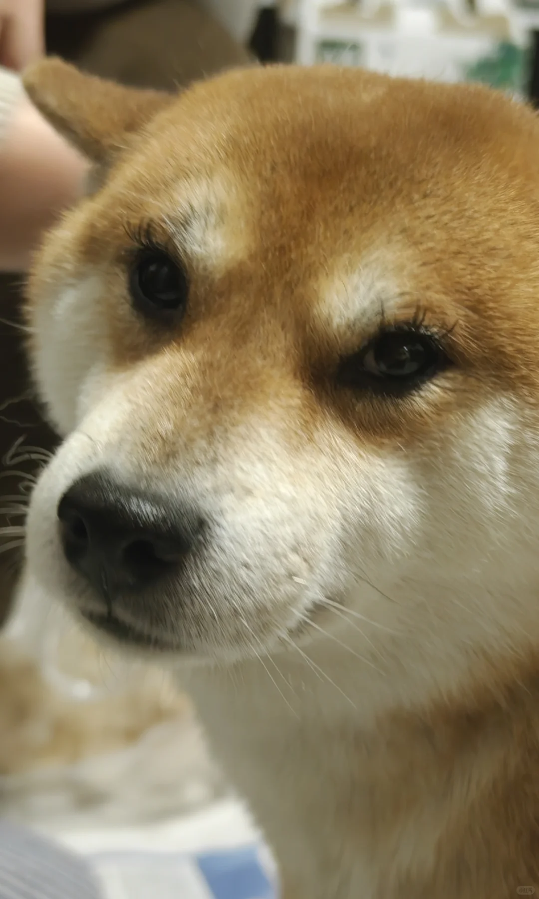 用完的假睫毛先不要丢