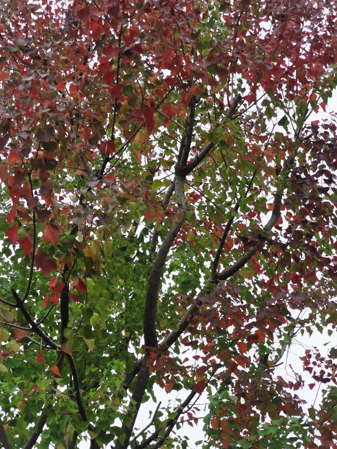 乌桕-秋景最美的模特🍁