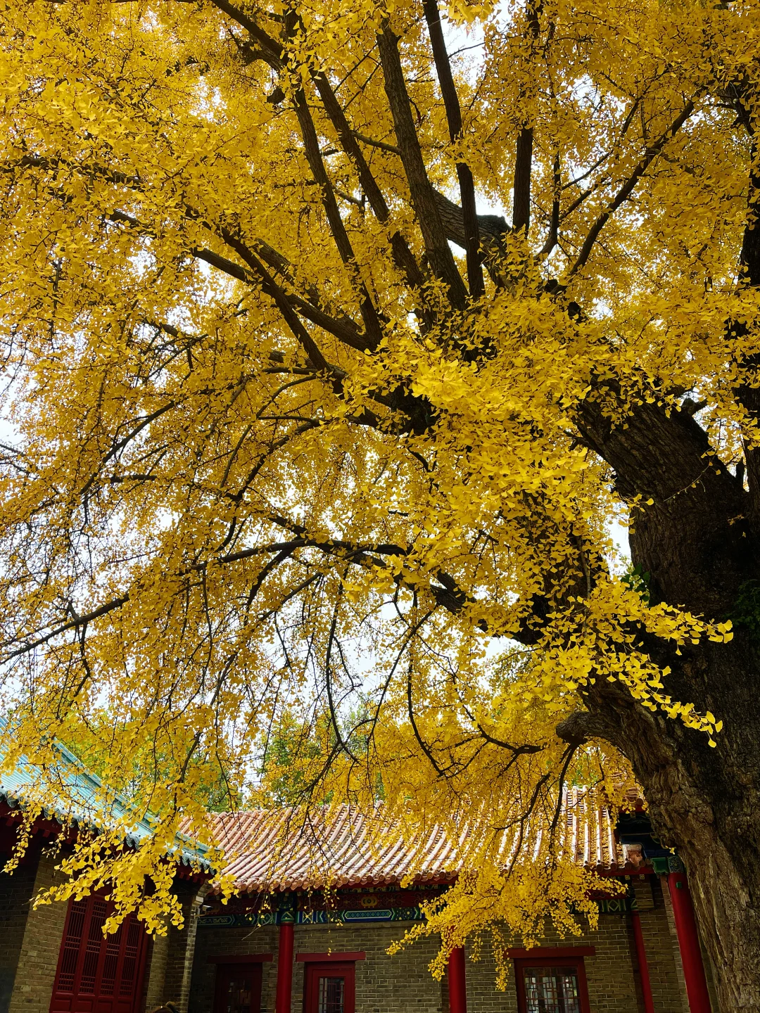 180斤｜媚 明媚的媚 妩媚的媚