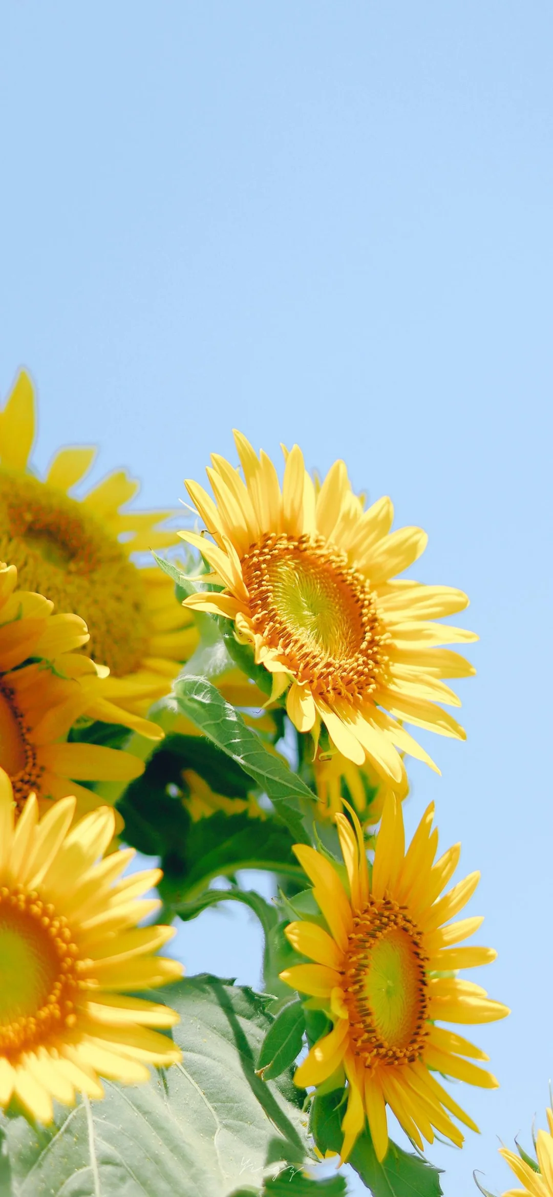 治愈系壁纸｜随风舞动，向阳而生