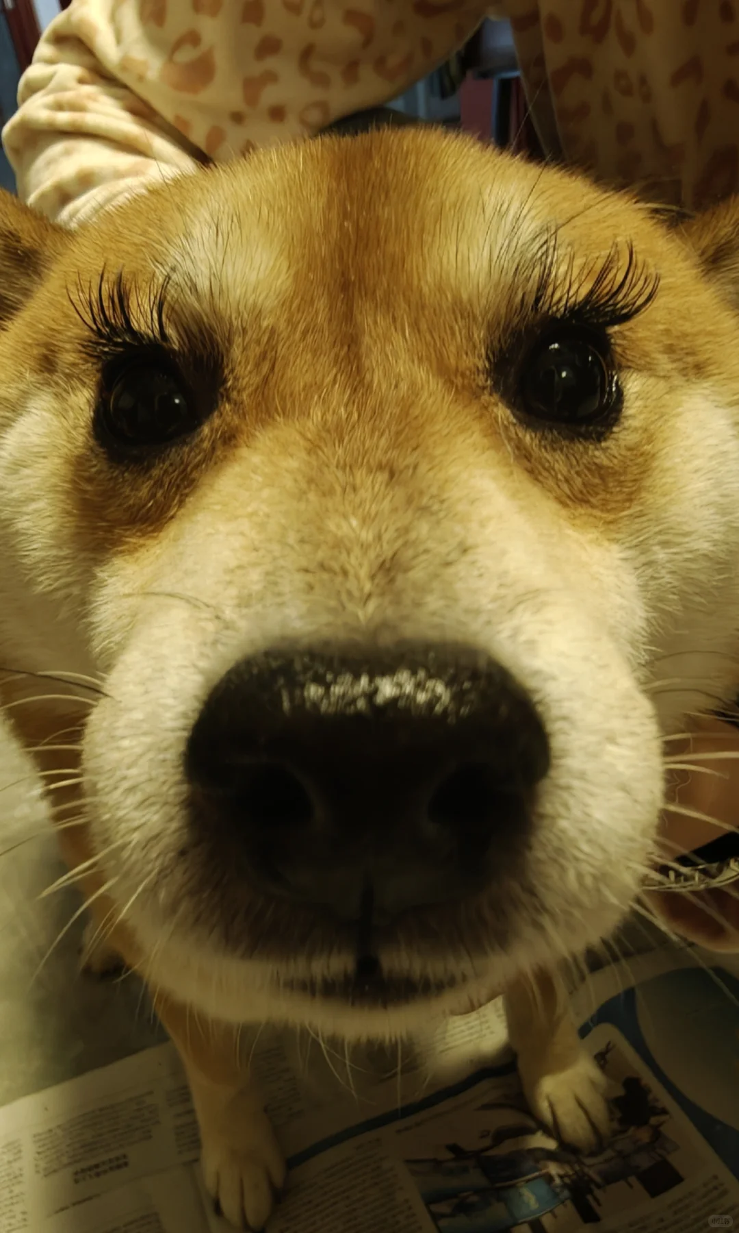 用完的假睫毛先不要丢