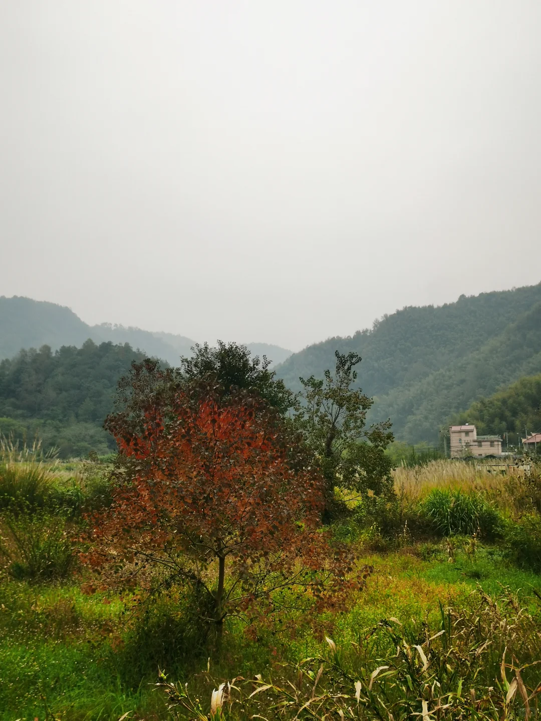 乌桕-秋景最美的模特🍁