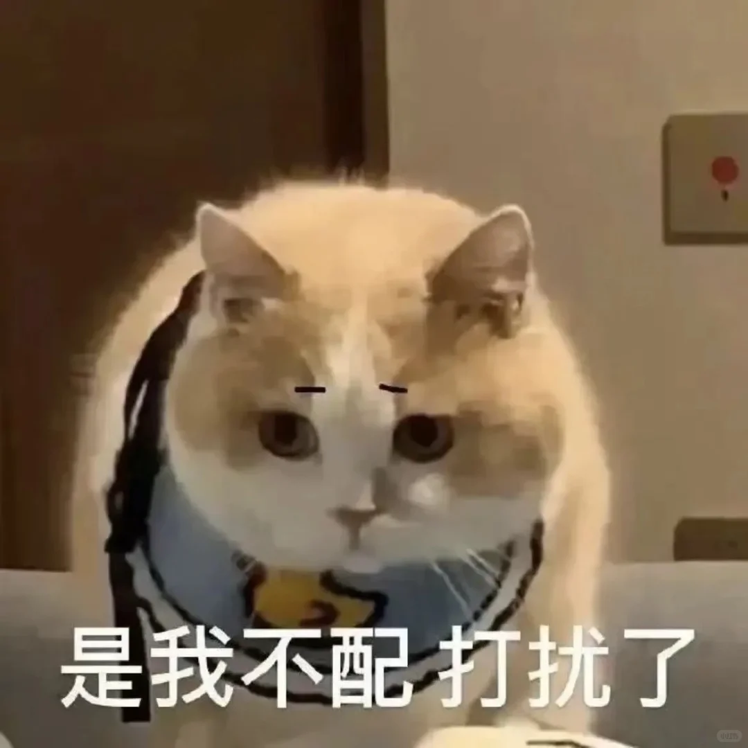 小猫表情包、小猫表情包