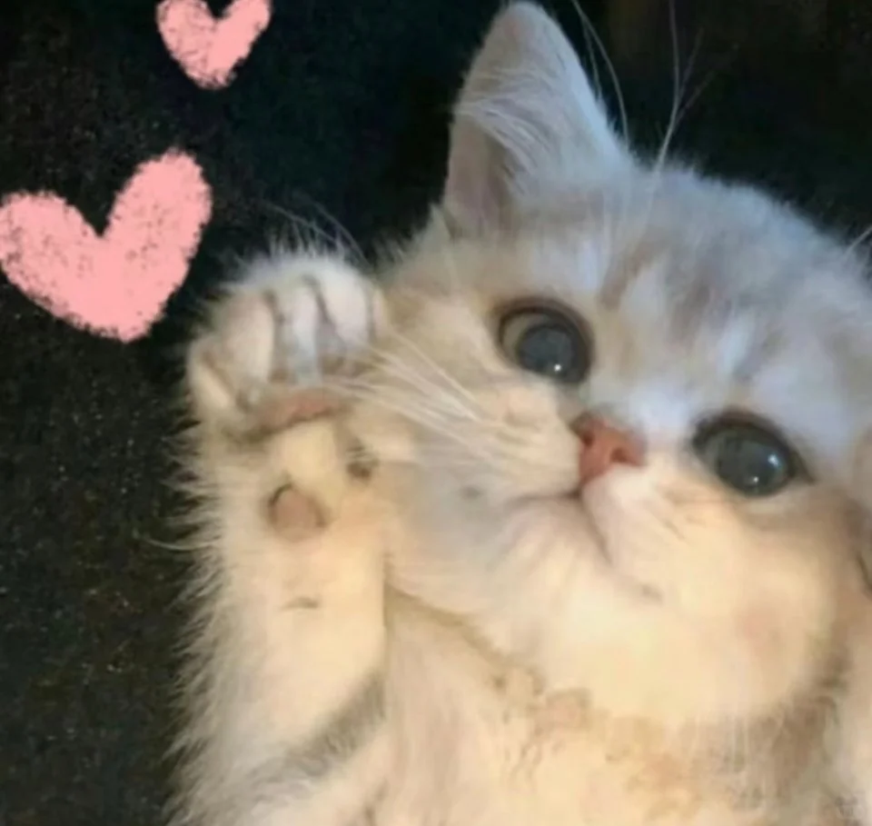 甜甜的猫猫表情包又来啦！