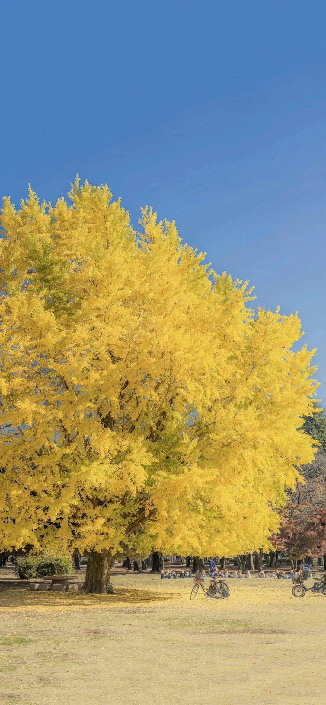 秋日限定壁纸上新