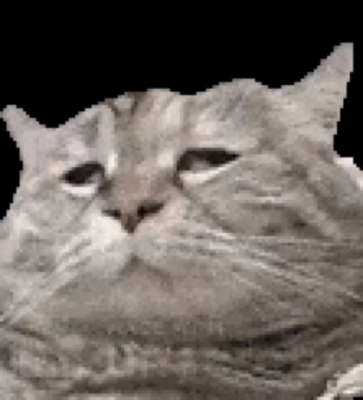 抽象猫meme动态表情包分享 (｡ì _ í｡)