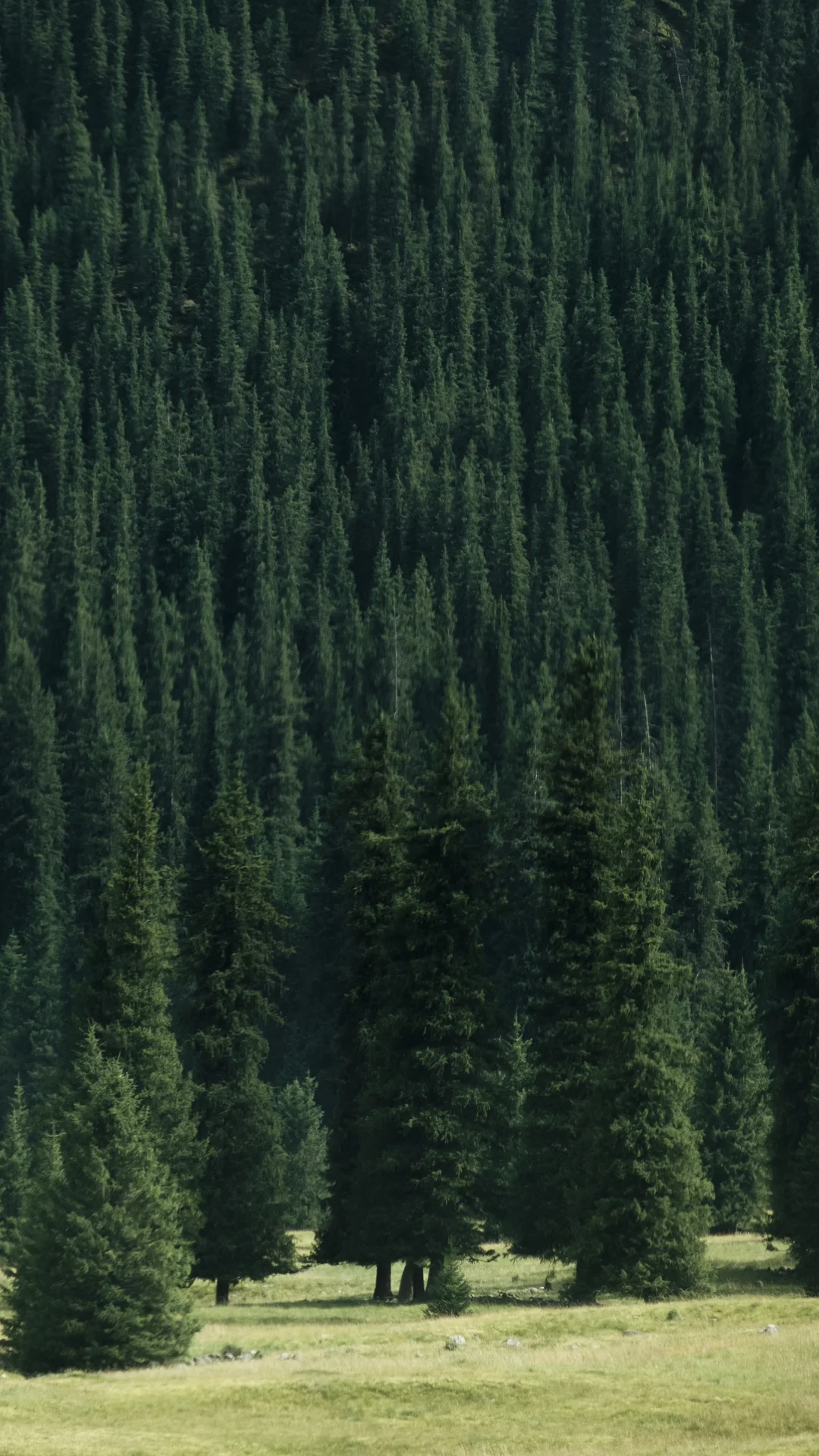 𝗚𝗿𝗲𝗲𝗻 𝗱𝗮𝘆