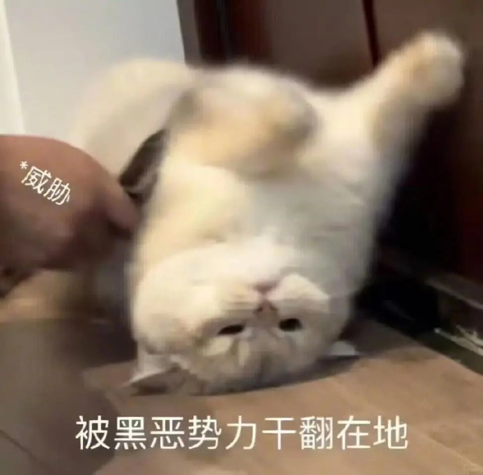 甜甜的猫猫表情包又来啦！