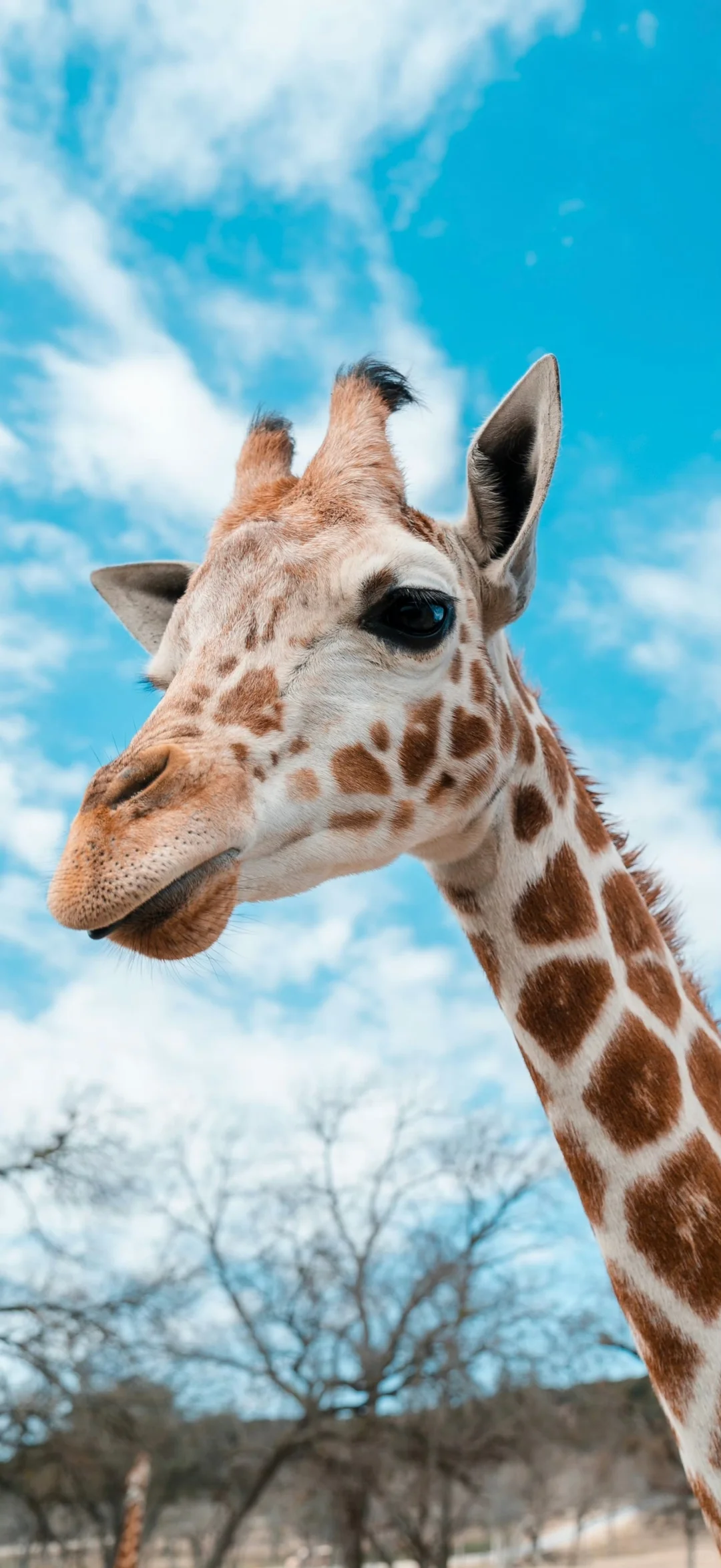 高清养眼手机壁纸