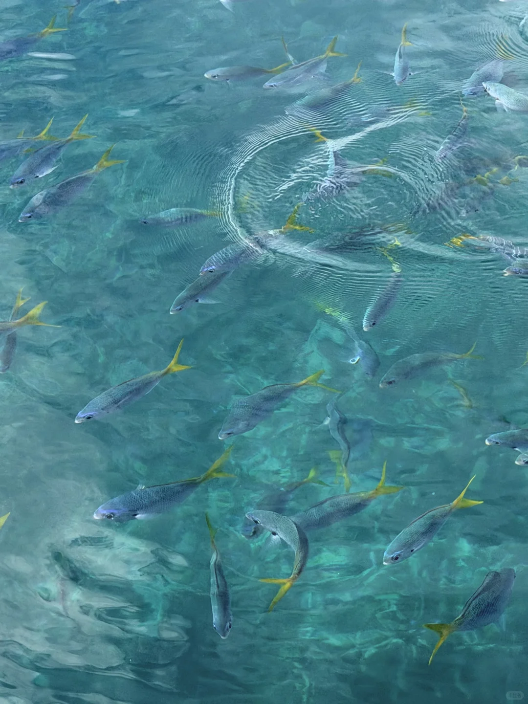 一起去吹吹帕劳🇵🇼的海风吧🌊