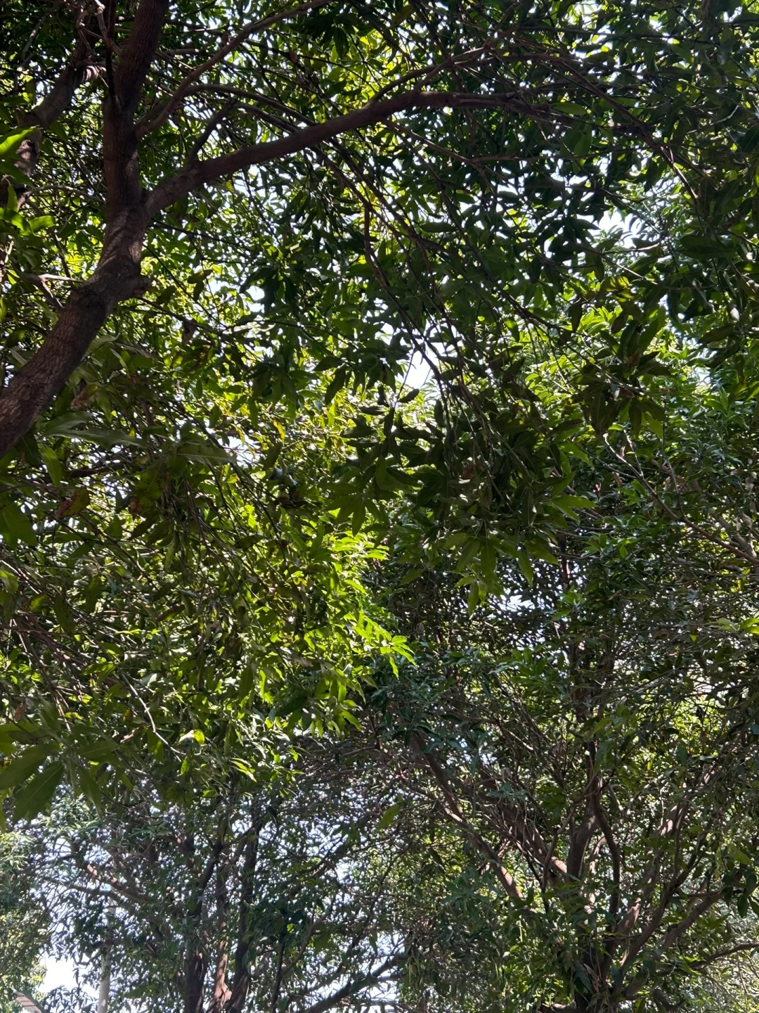 大学生装小学生