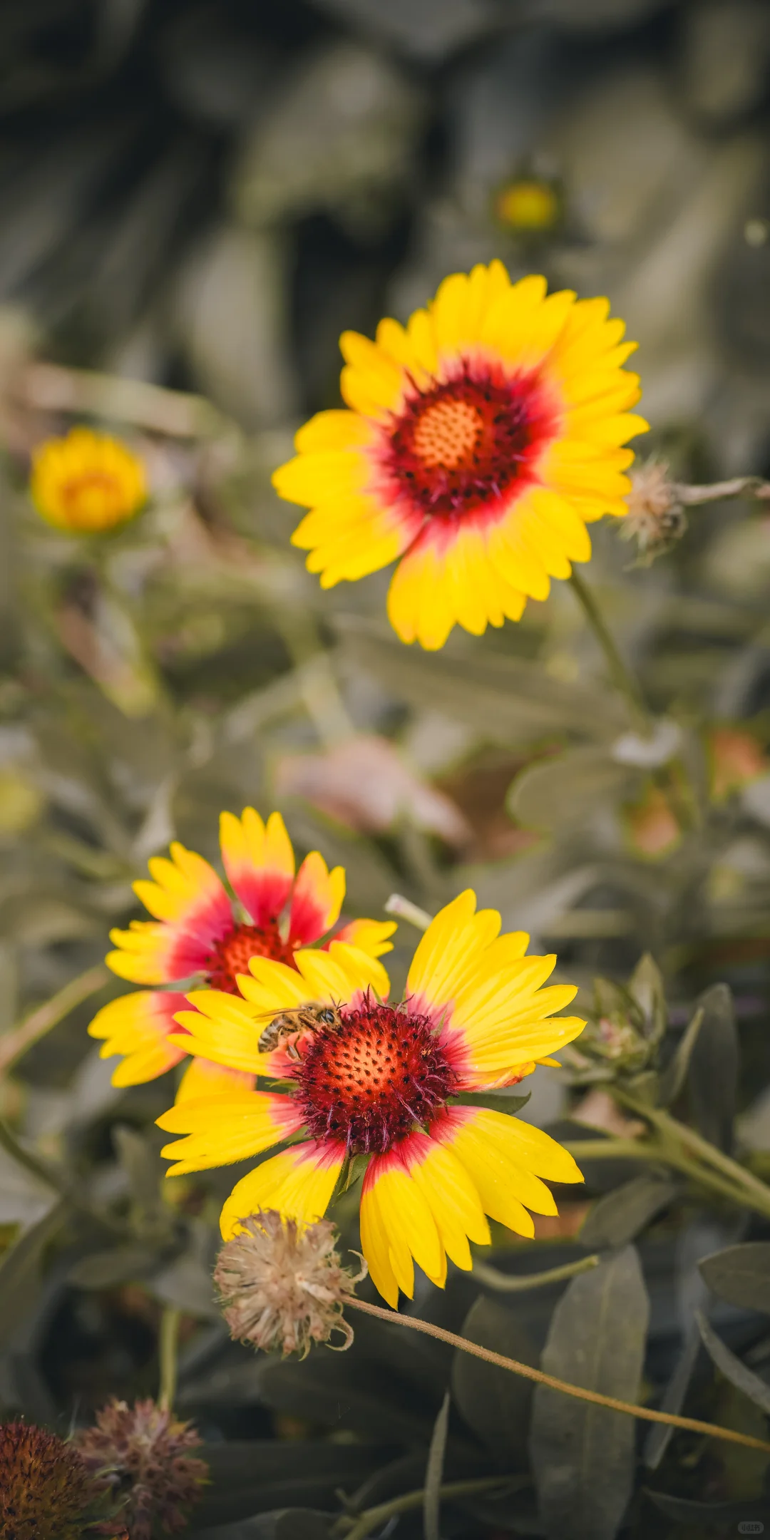 阴天，一份壁纸已送达