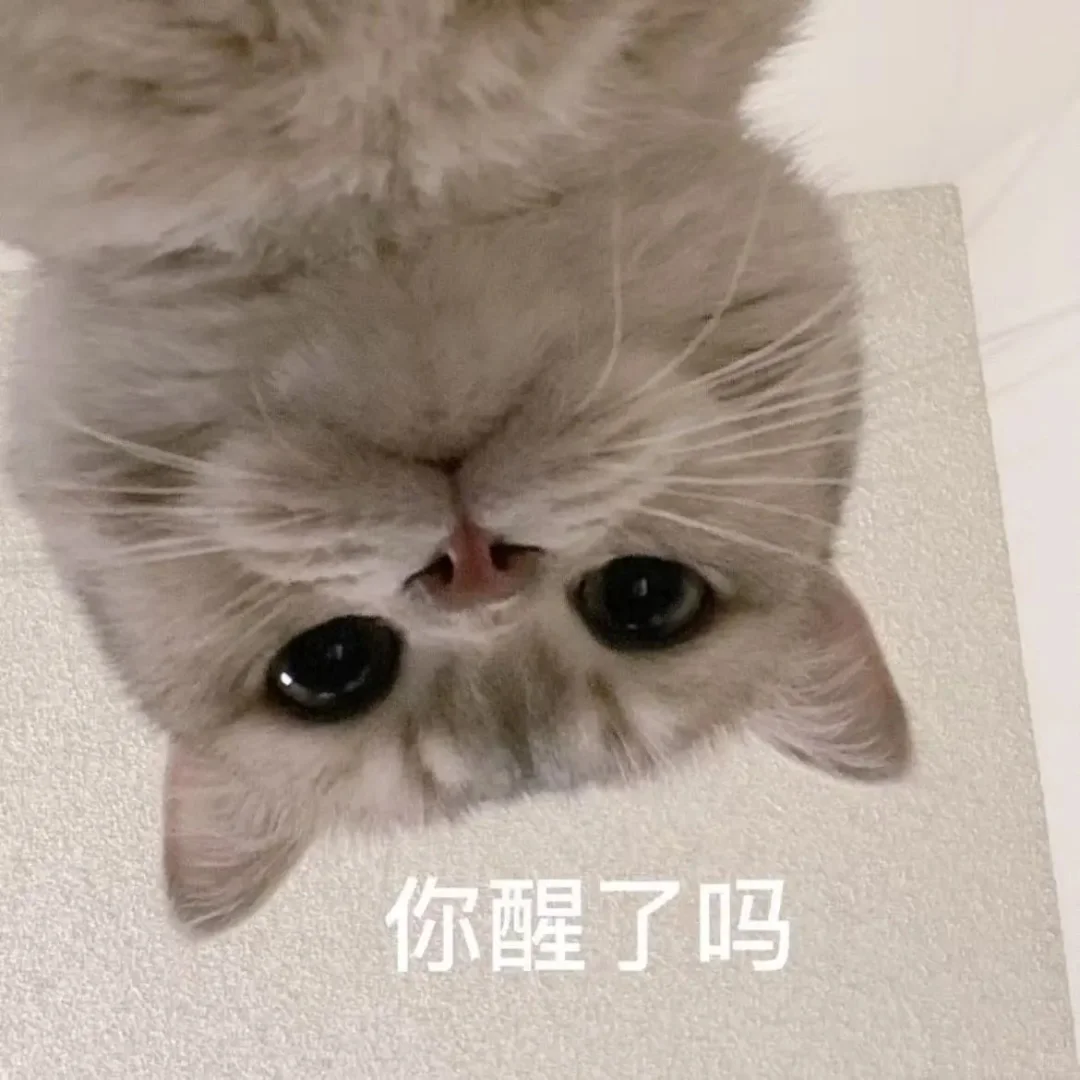 小猫表情包、小猫表情包