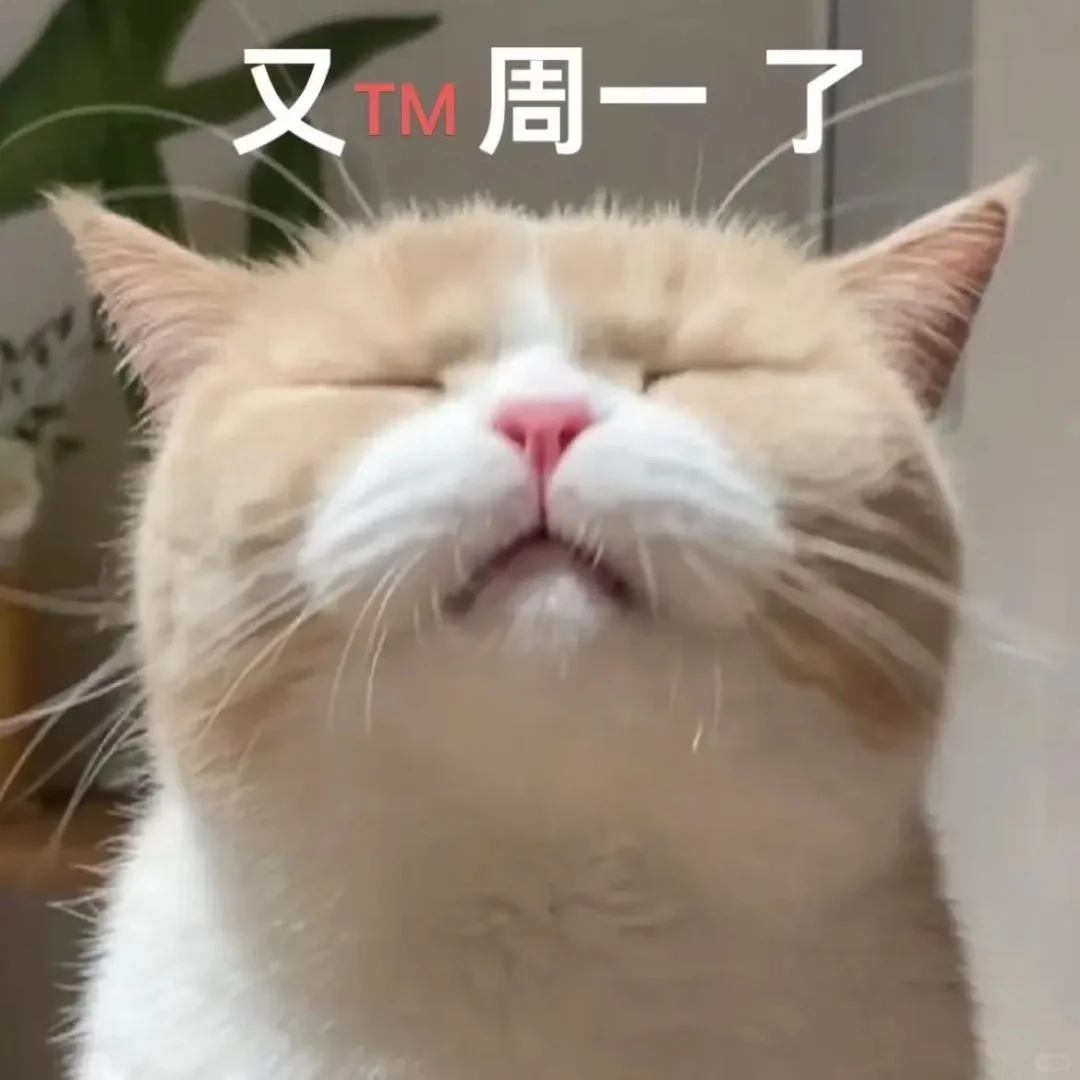 小猫表情包、小猫表情包