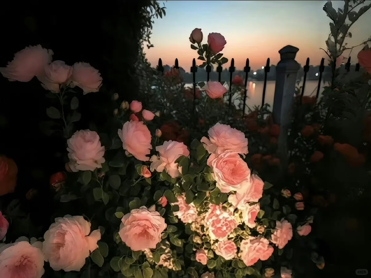 𝑺𝒉𝒂𝒓𝒆粉色🌷壁纸