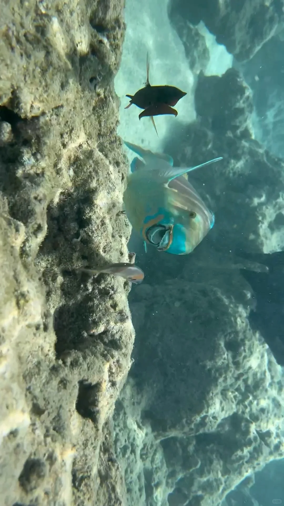 Hawaii live｜偶遇肯豆本豆了😭