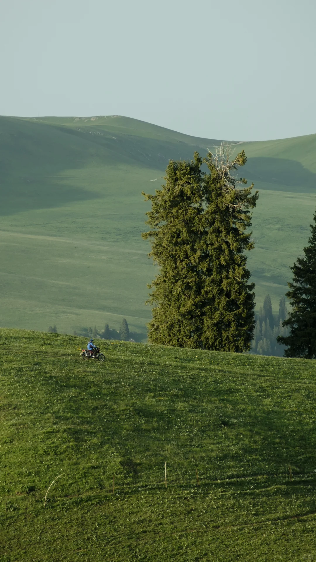 𝗚𝗿𝗲𝗲𝗻 𝗱𝗮𝘆