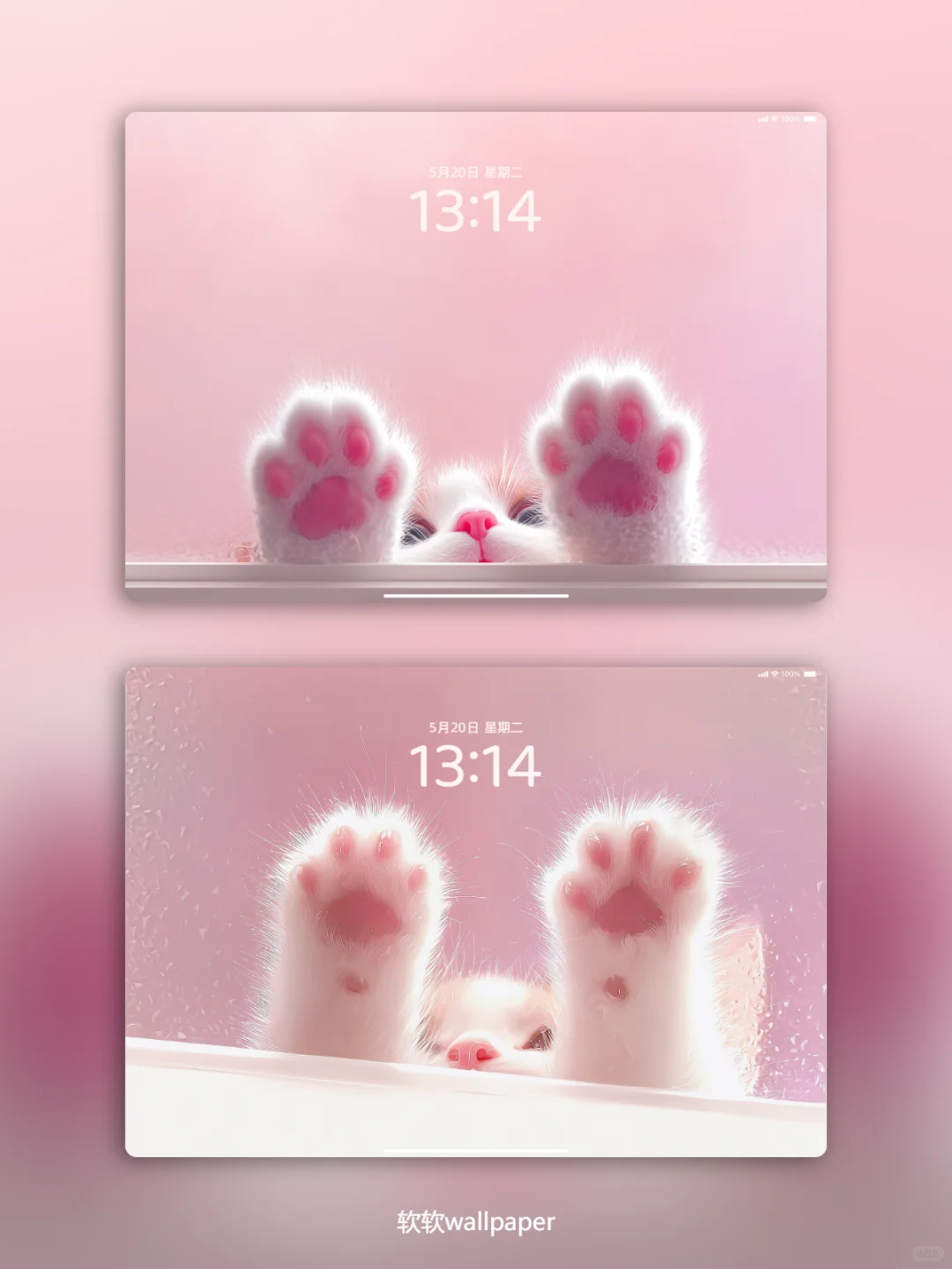 粉雾里的软爪爪🐾 萌化了我的心！