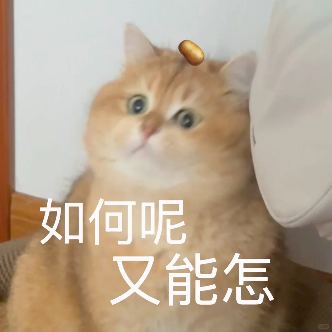 🥔表情包｜猫猫：如何呢？