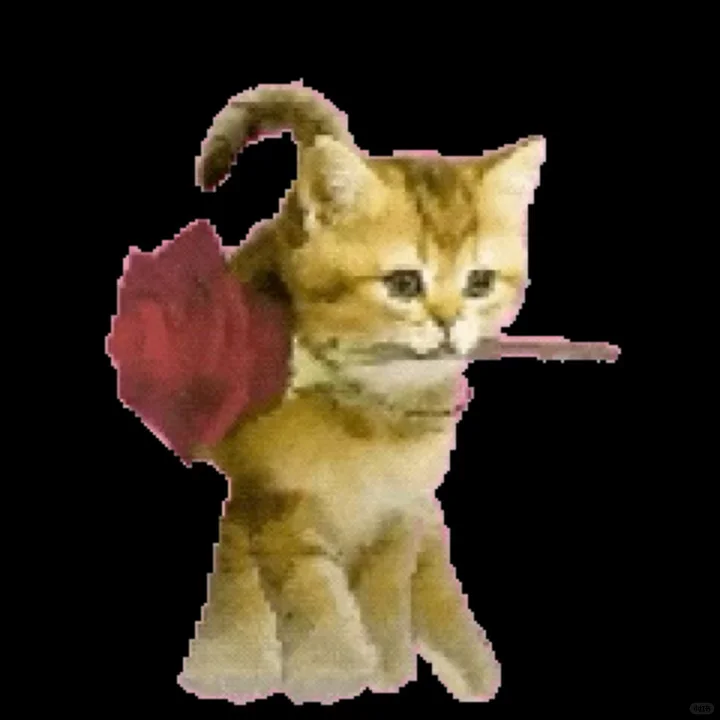 抽象猫meme动态表情包分享 (｡ì _ í｡)