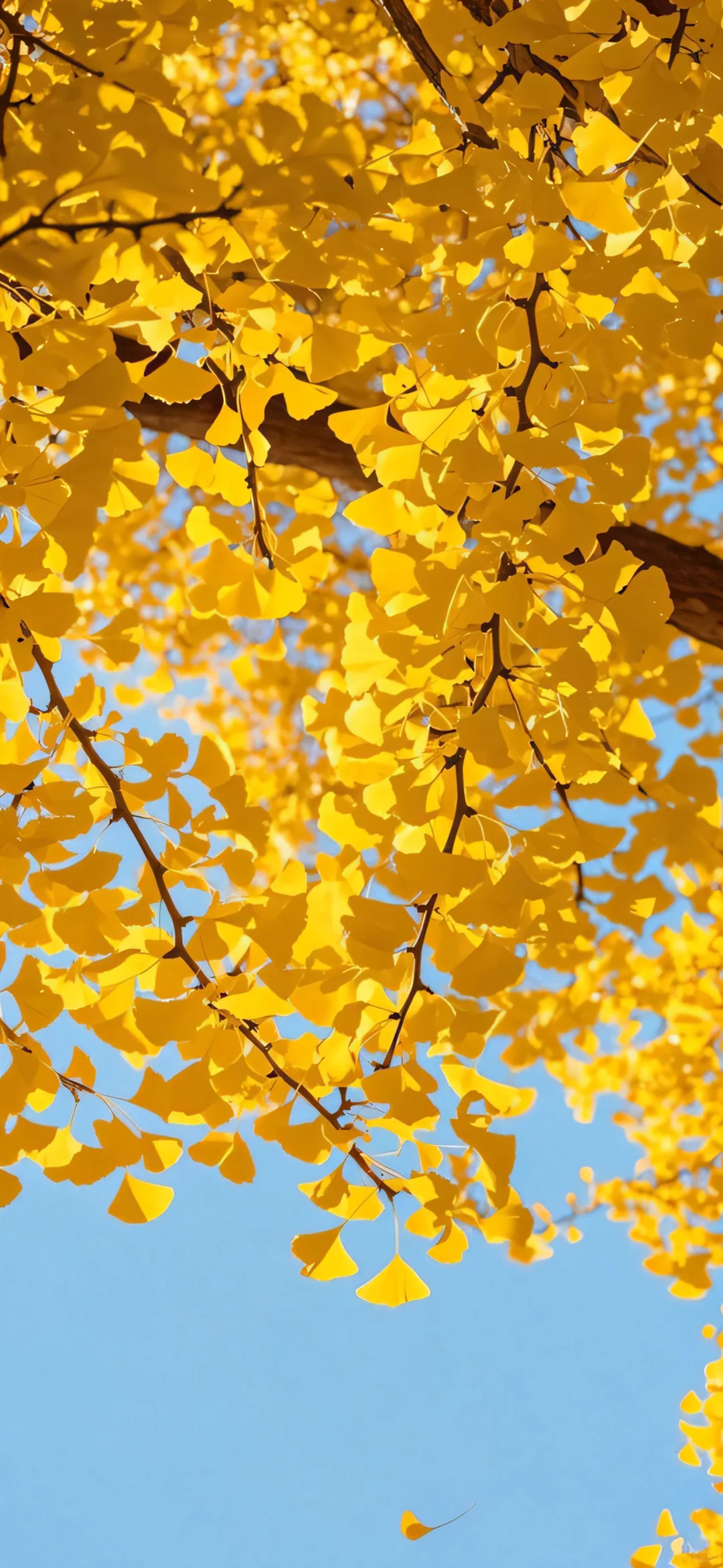 秋日限定壁纸上新