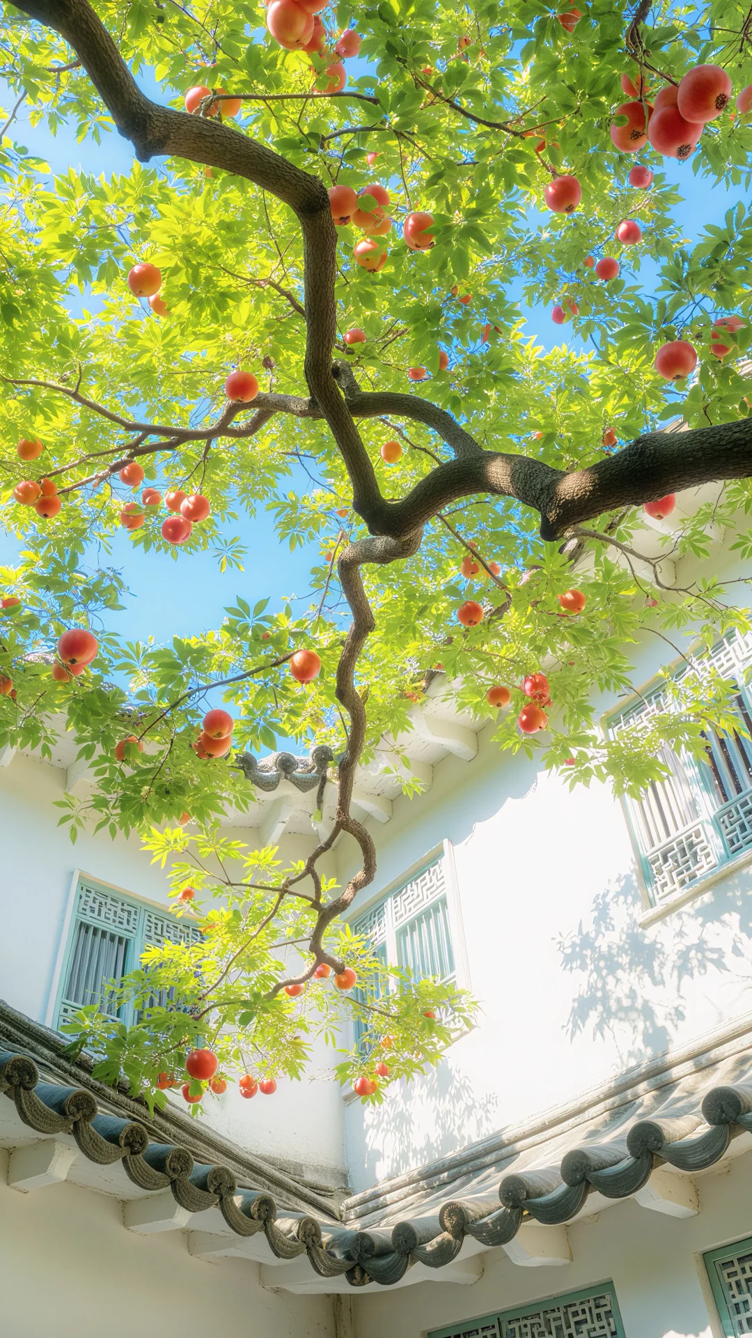 霞光衔金，榴花复燃🍃