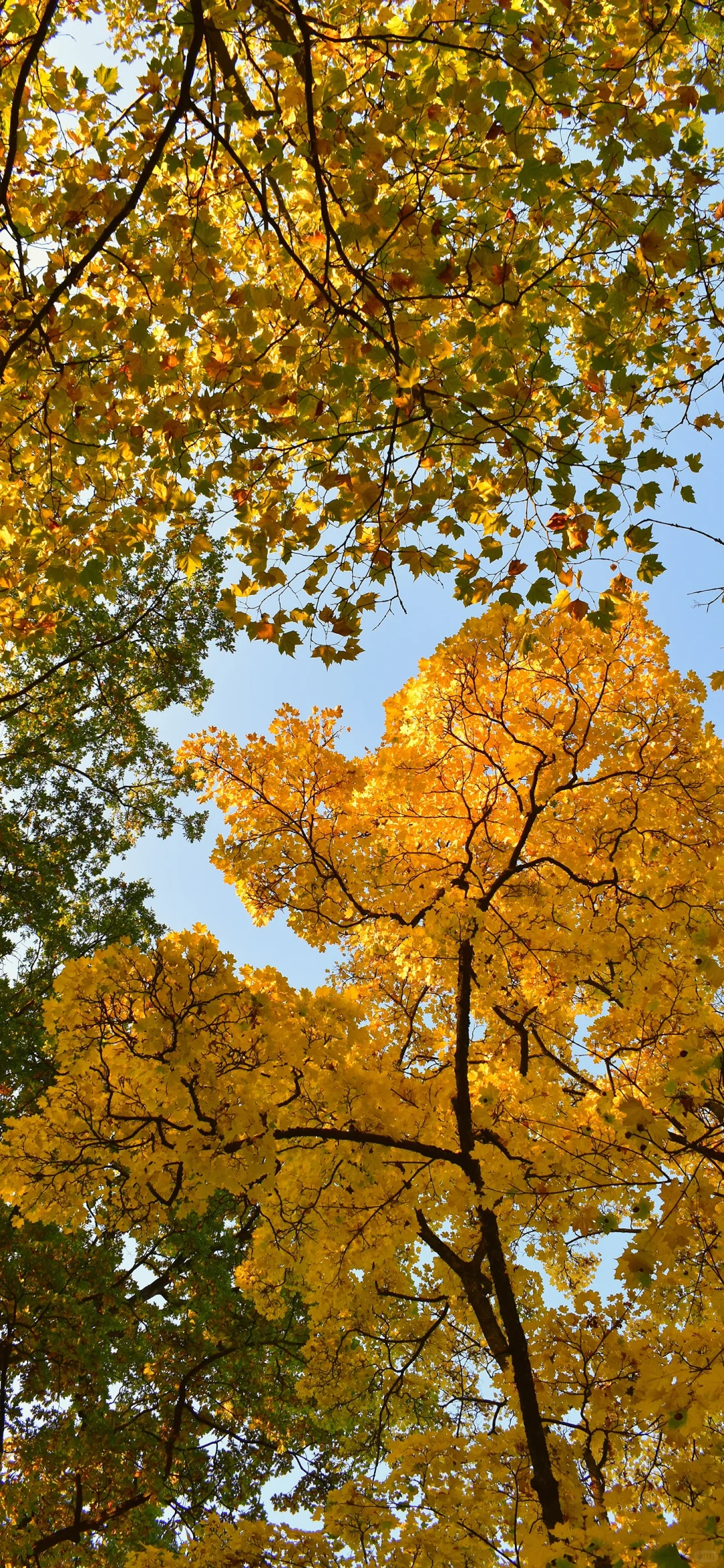 iPhone锁屏壁纸｜银杏叶飘落🍂