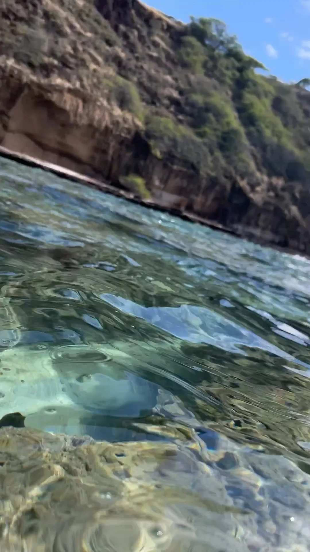 Hawaii live｜偶遇肯豆本豆了😭