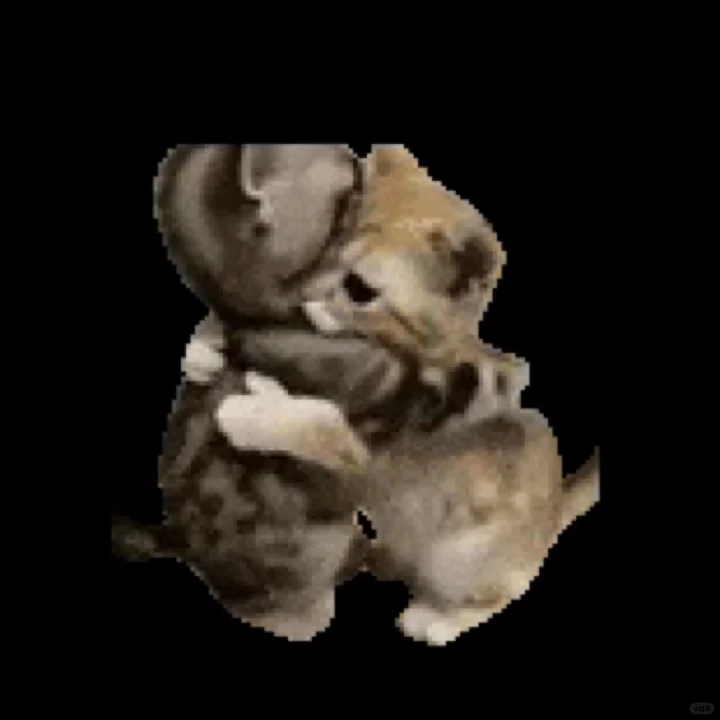 抽象猫meme动态表情包分享 (｡ì _ í｡)