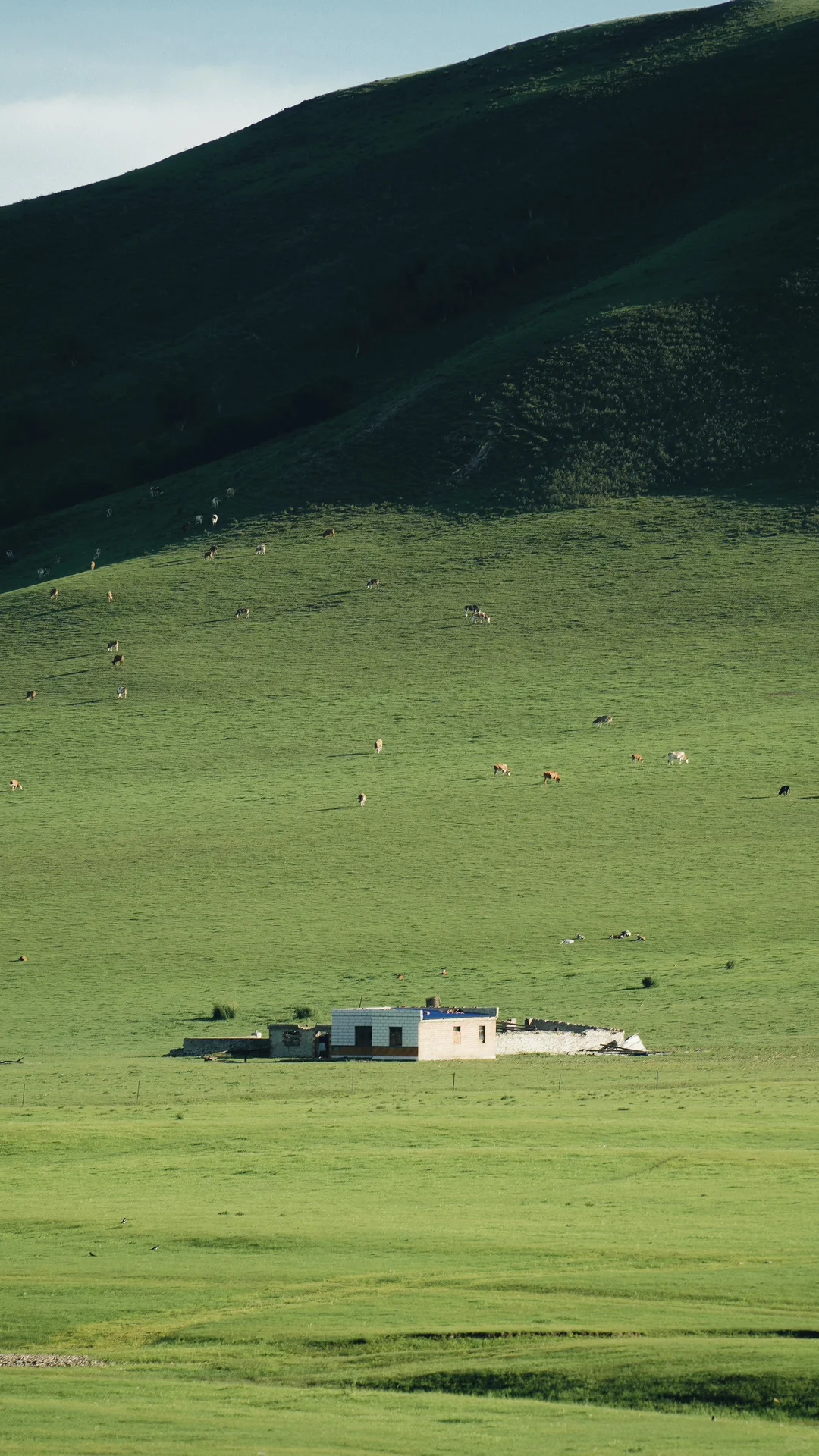 𝗚𝗿𝗲𝗲𝗻 𝗱𝗮𝘆