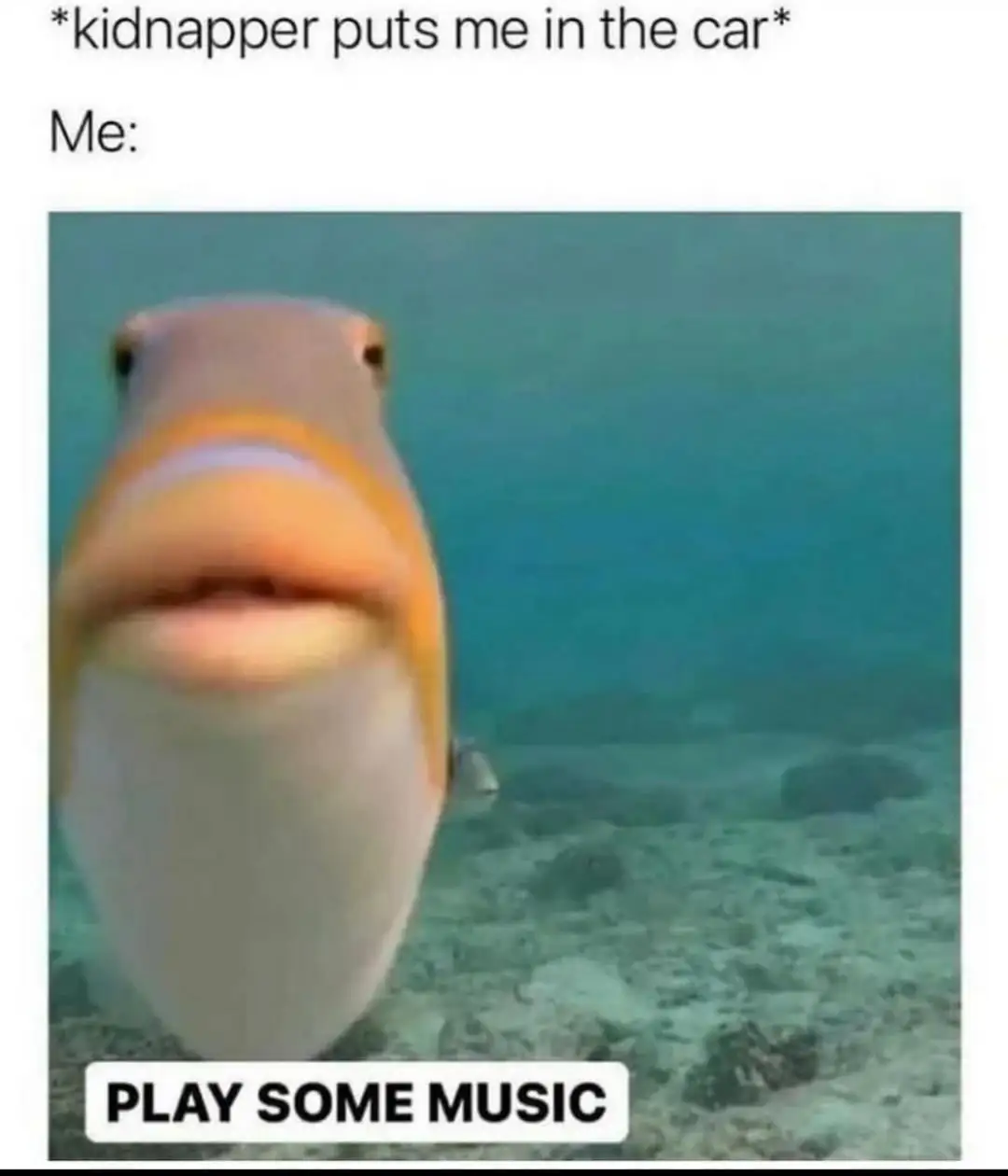 Hawaii live｜偶遇肯豆本豆了😭