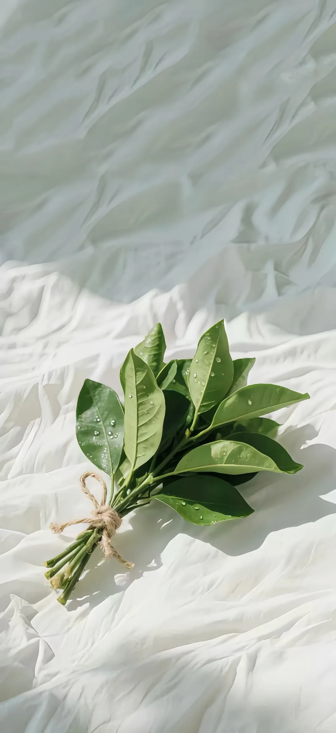 柚子叶壁纸超好看！