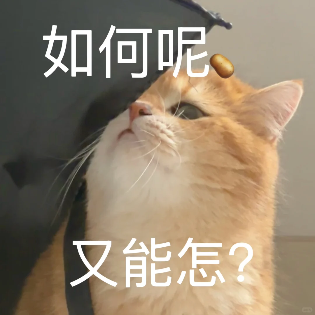 🥔表情包｜猫猫：如何呢？