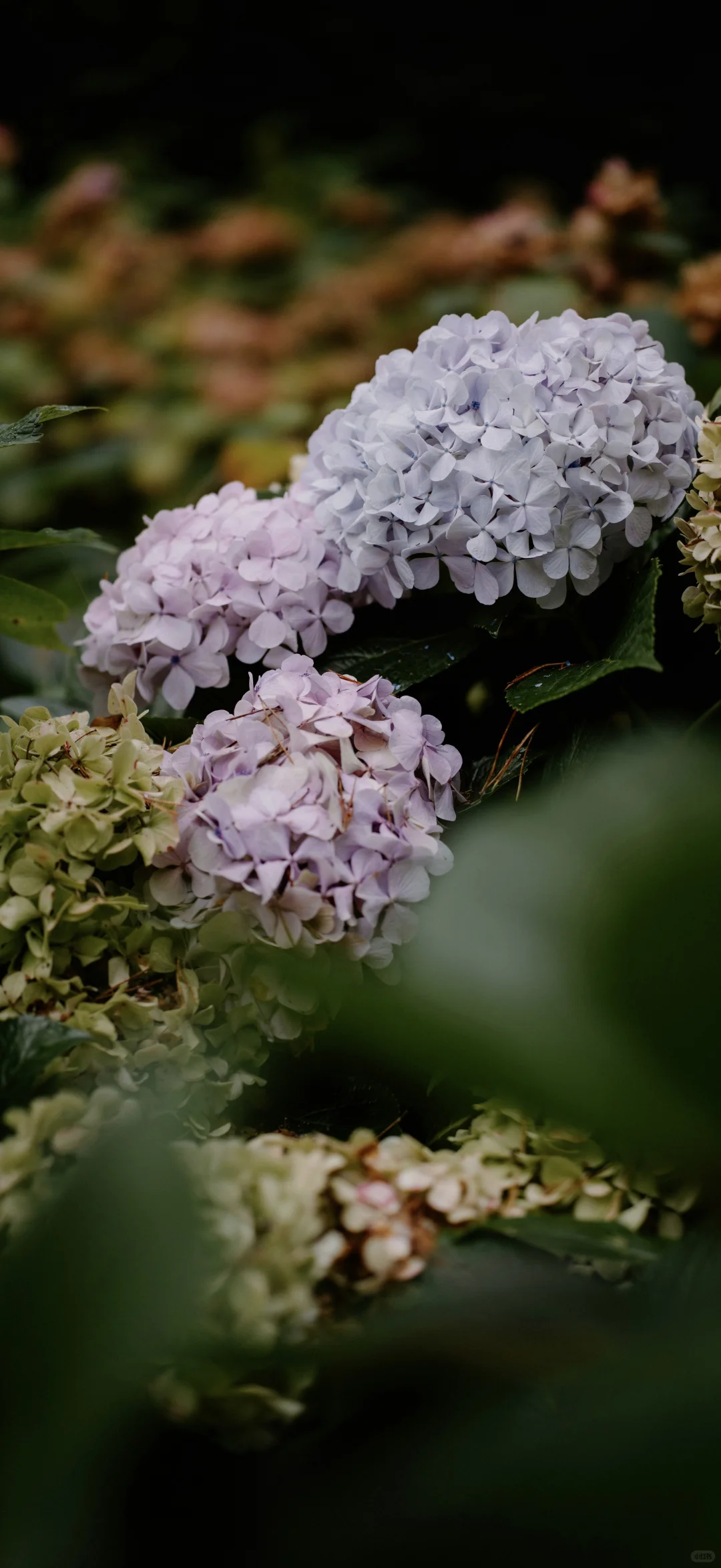 𝙢𝙞𝙨𝙨𝙡𝙮𝙣𝙣丨251107又是一组杂图壁纸