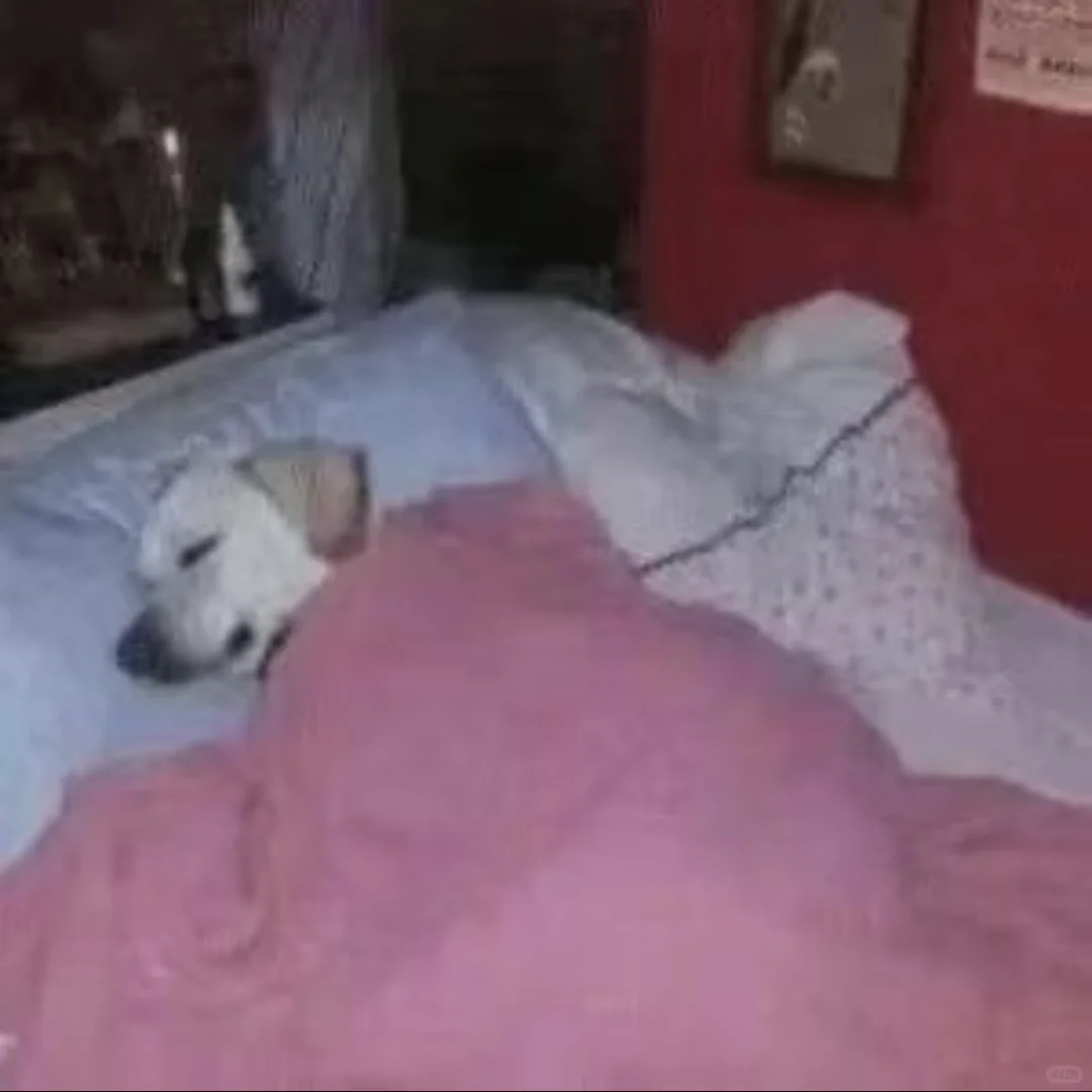 最近存的抽象表情包