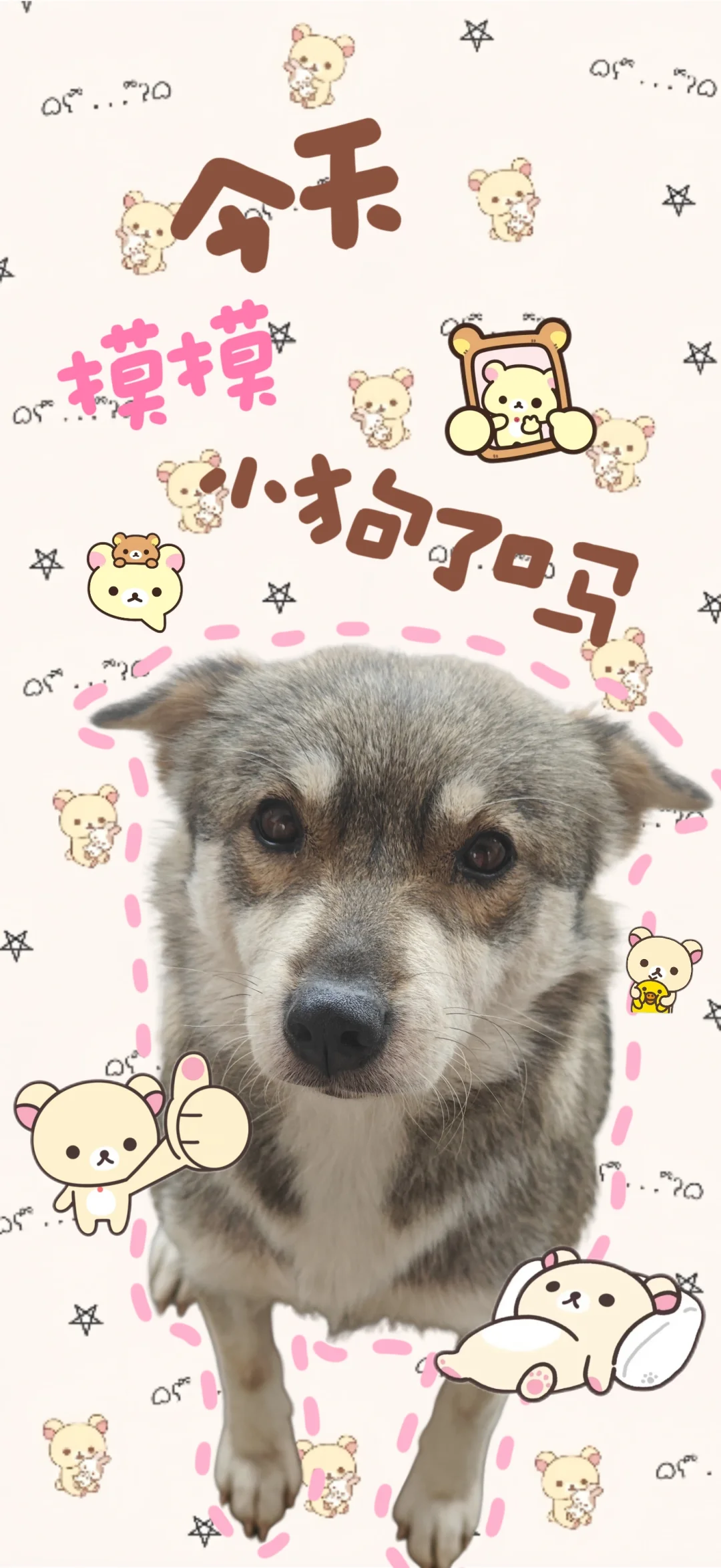 小狗壁纸｜人，不要动我手机，OK！