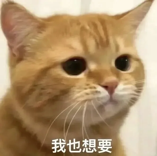 小猫表情包、小猫表情包